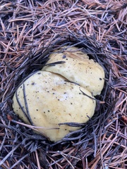 Suillus tomentosus