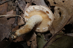 Pholiota terrestris