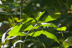 Fraxinus nigra image