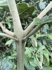Ageratina asclepiadea
