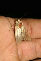 Mythimna sicula