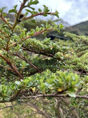 Escallonia myrtilloides