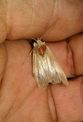 Mythimna sicula