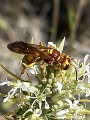 Cerceris frontata