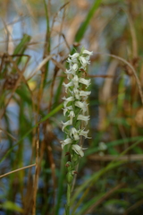 Spiranthes odorata