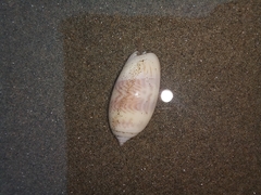 Oliva undatella