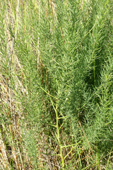 Asparagus prostratus
