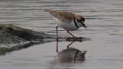 Charadrius collaris
