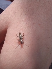 Navomorpha sulcata