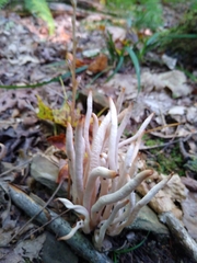 Clavaria