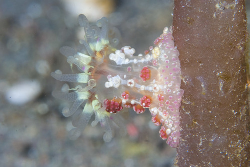 Representative image of Aliciidae