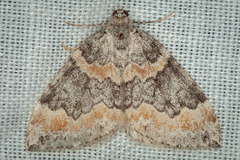 Dysstroma brunneata