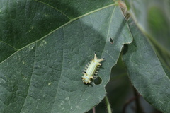 Limacodidae