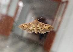 Nomophilini