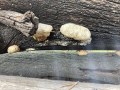 Spongiporus leucospongia