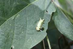 Limacodidae