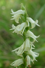 Spiranthes odorata