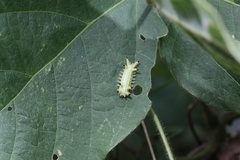 Limacodidae