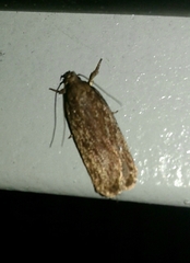 Depressaria daucella