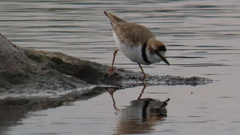 Charadrius collaris