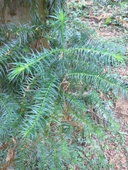 Cunninghamia