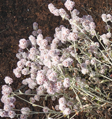 Ptilotus obovatus
