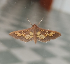 Nomophilini