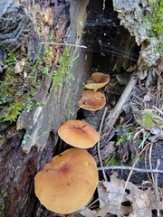 Tricholomopsis