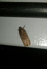 Depressaria daucella