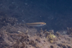 Stethojulis interrupta