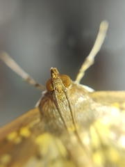 Nomophilini