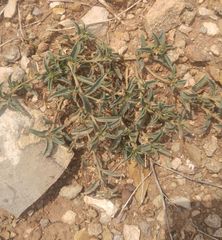 Ditaxis humilis