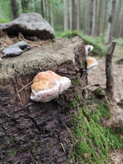 Fomitopsis pinicola