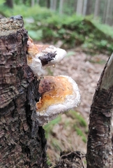 Fomitopsis pinicola