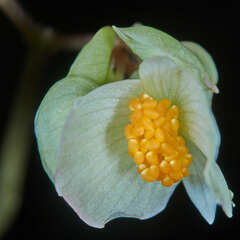 Begonia wollnyi