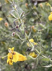 Aureolaria pectinata