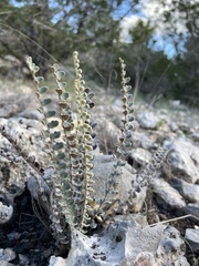 Astrolepis cochisensis