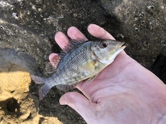 Lethrinus laticaudis
