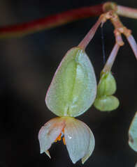 Begonia wollnyi