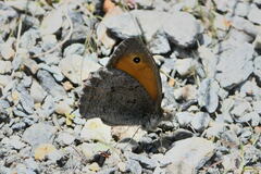 Hyponephele lycaon
