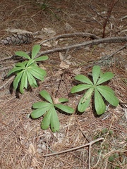 Lupinus perennis