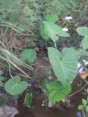 Xanthosoma