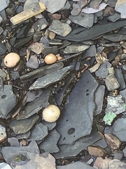 Scleroderma areolatum