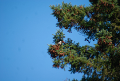 Poecile atricapillus image