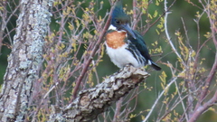 Chloroceryle amazona