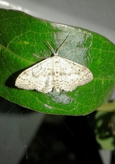 Idaea minuscularia