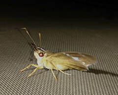 Pseudonascus paulliniae