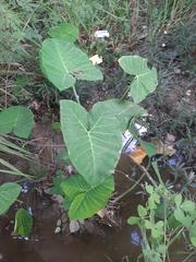 Xanthosoma