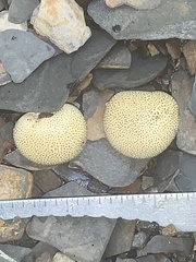 Scleroderma areolatum