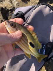 Lutjanus russellii